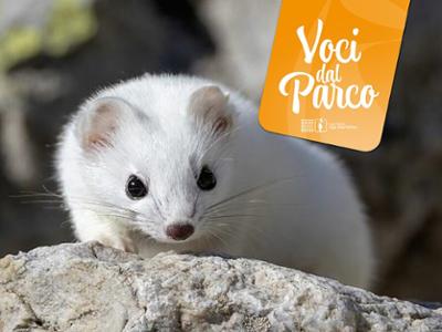 VOCI DAL PARCO